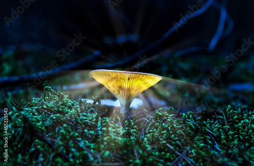 Glowing Mushroom in a Forest in Northern Europe