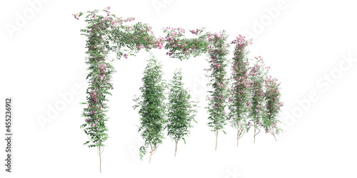 Fényképezés Climbing plants creepers isolated on white background 3d illustration