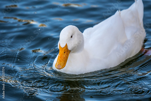 An American Pekin in Yuma, Arizona