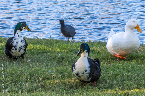 Different breed of ducks in Yuma, Arizona