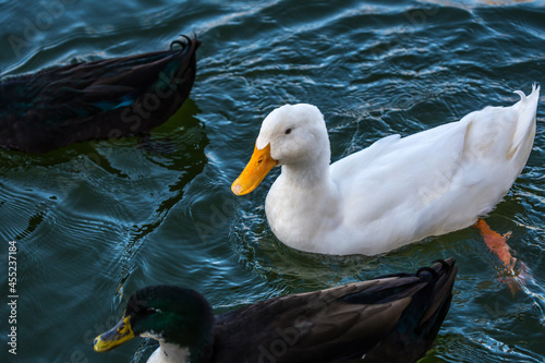 Different breed of ducks in Yuma, Arizona