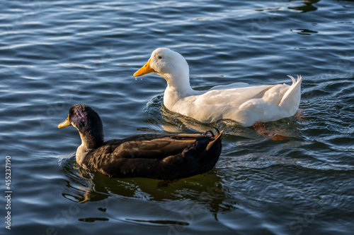Different breed of ducks in Yuma, Arizona