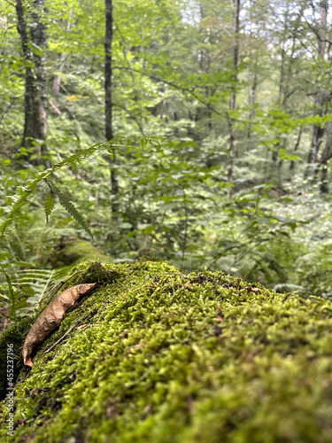 moss on a rock