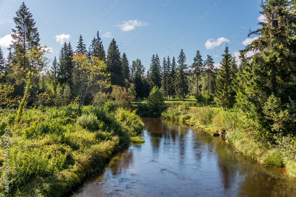 River in a Forest in Latvia on a Sunny Day