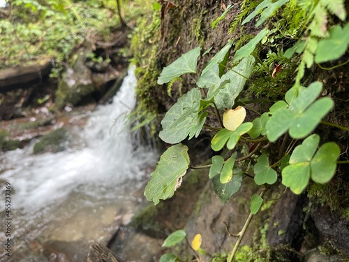 waterfall in the forest
