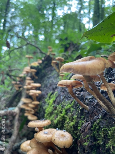 mushrooms in the forest