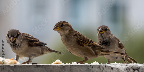 Portrait of a Sparrow on a Balcony in Northern Europe
