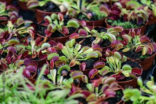 Plantation of sundew, drosera, insectivorous plants. Sticky cilia for catching and digesting insects. Botanical curiosities.