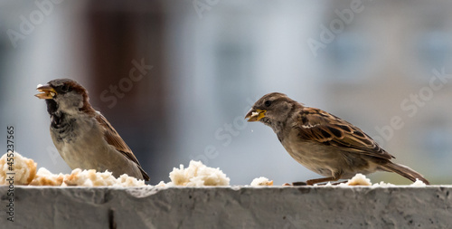 Portrait of a Sparrow on a Balcony in Northern Europe