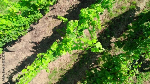 The French wine road in Alsace, vines to the horizon. photo