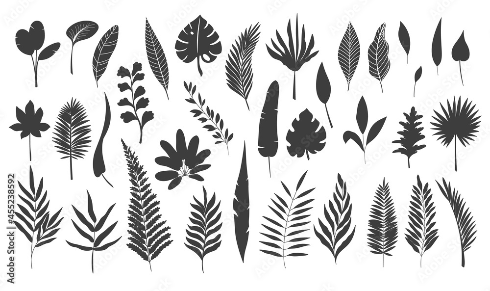 Silhouettes tropical leaves. Monochrome glyph forest palm monstera fern hawaiian leaves. Set tropical elements vector illustration. Silhouettes tropical leaves. Monochrome glyph forest palm monstera fern hawaiian leaves. Set tropical elements vector illustration.