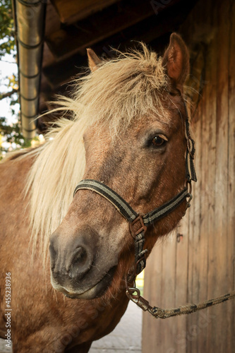 Fototapeta Naklejka Na Ścianę i Meble -  Pferde Portrait