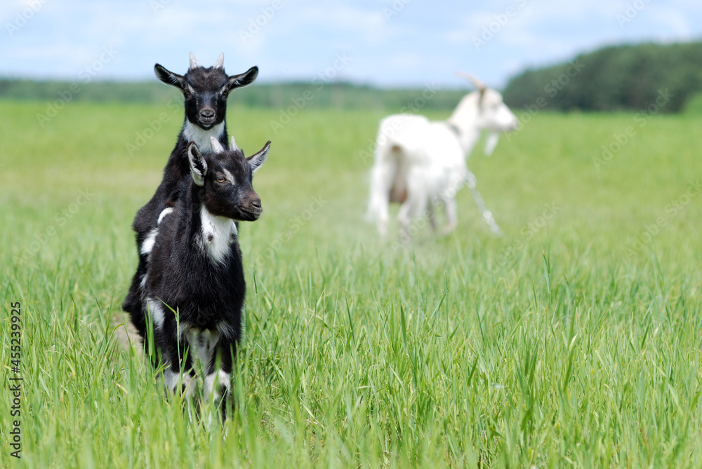 Fototapeta premium Baby goats in the meadow