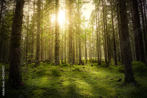 Magical fairytale forest. Coniferous forest covered of green moss and golden sunlight. Mystic atmosphere.