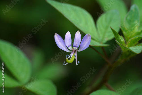 Close up Polanisia Vicosa or Wild Caia cleomevis flower on blur background with leaves. photo