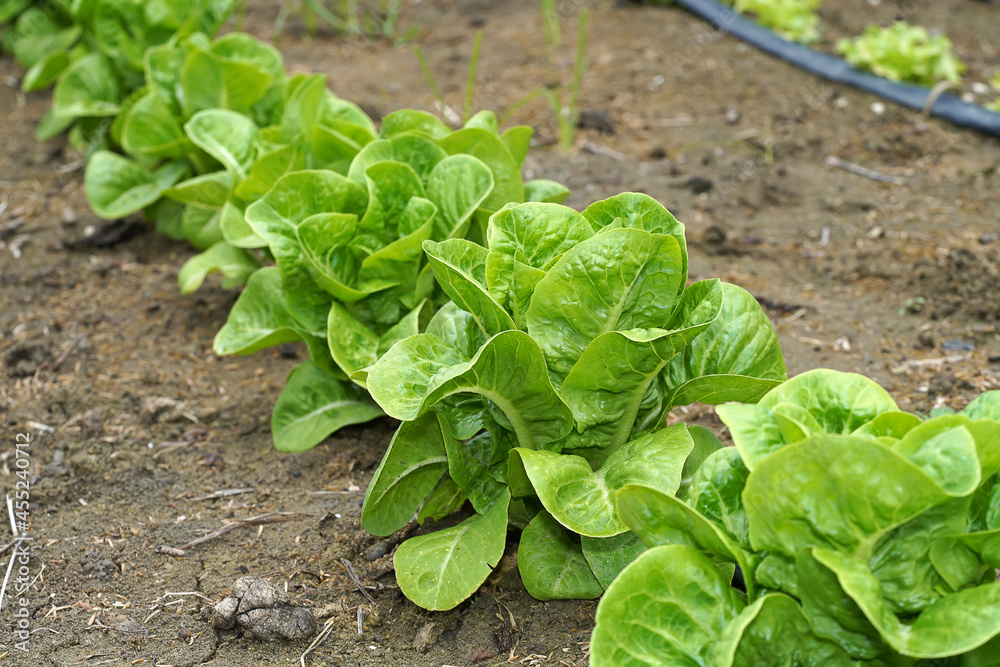 Green Cos Lettuce are growing on the ground. Green Cos Lettuce are growing on the ground.