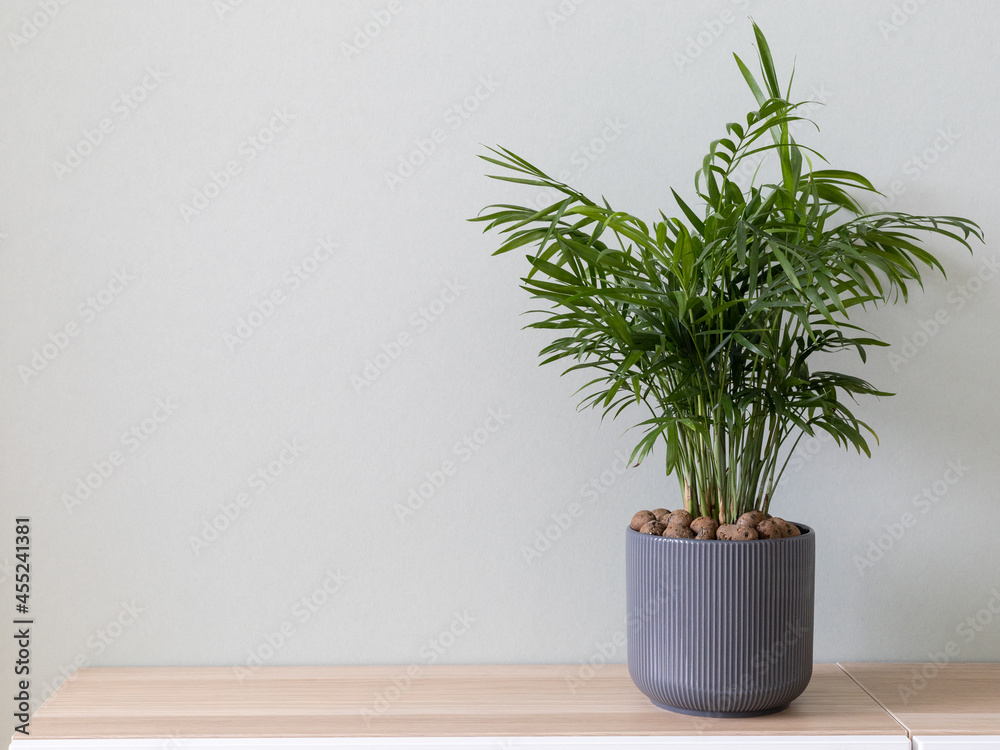 Fototapeta premium Minimalistic photo of houseplant in home interior. Home decor and gardening concept. Chamaedorea elegans. Copy space.