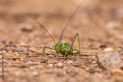 Insecto en el suelo con bokeh © Diego Cano Cabanes
