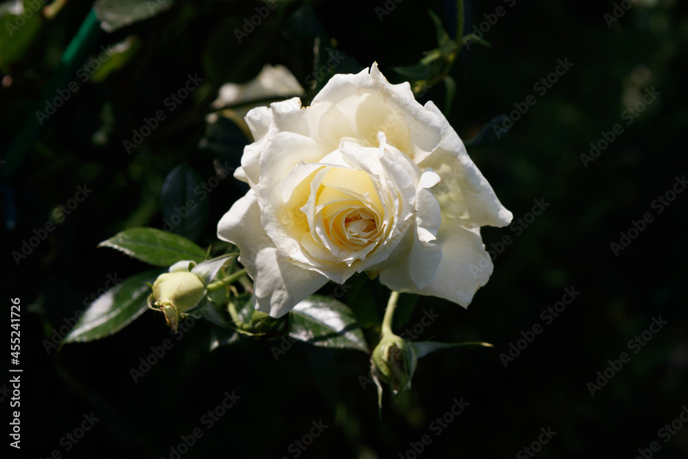 A creamy white flower of English Rose 'Claire Austin' (aka AUSprior) in the garden on a sunny morning A creamy white flower of English Rose 'Claire Austin' (aka AUSprior) in the garden on a sunny morning