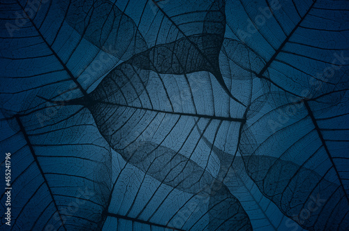 Beautiful black vein pattern of Bodhi leaves on blue background