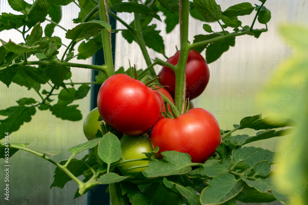 Bunch of organic ripe red juicy tomato in greenhouse. Homegrown, gardening and agriculture consept. Solanum lycopersicum. Cover for packaging seeds