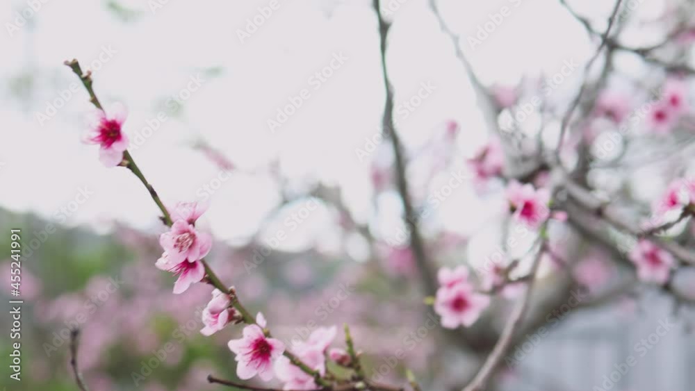 close-up of pink nectarine tree blossoms outdoor shot at shallow depth of field close-up of pink nectarine tree blossoms outdoor shot at shallow depth of field