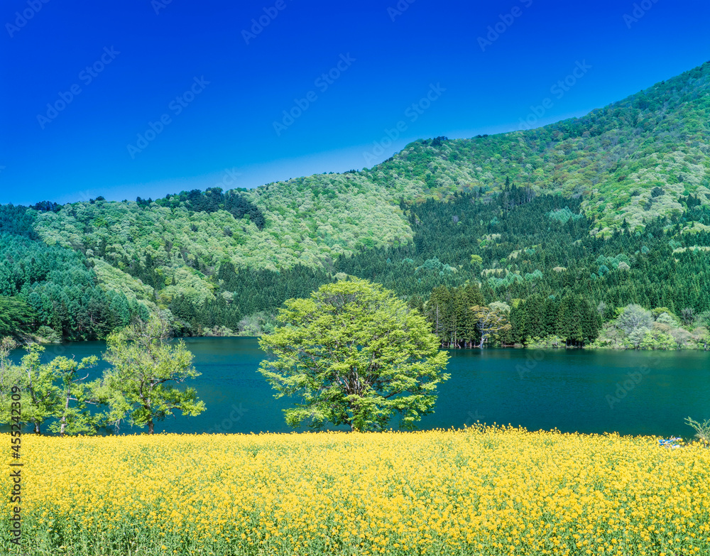 長野県　飯山市　新緑の北竜湖に菜の花と樹木