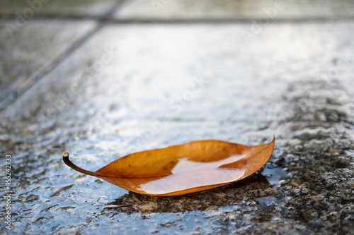 Autumn scene, yellow magnolia wet leaf on the ground at rainy fall day, selective focus