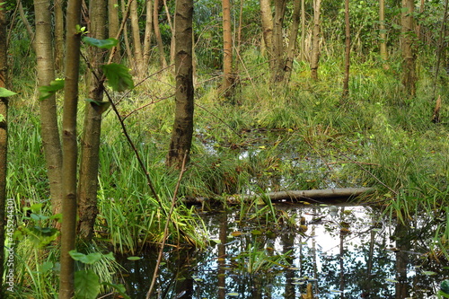 Landscape of trees with reflection in water on a sunny summer day.