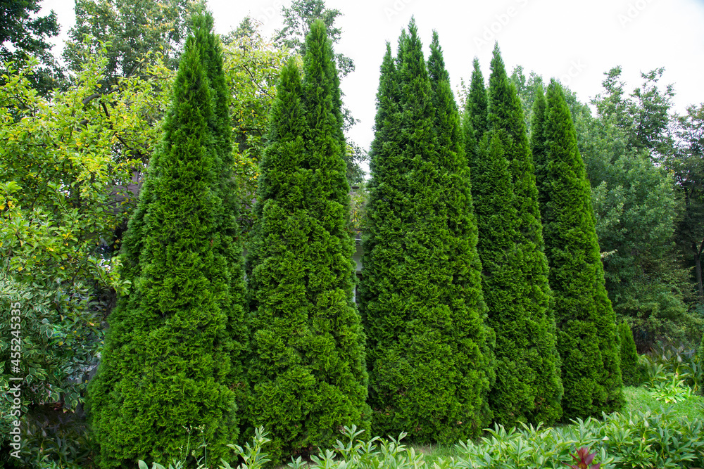 Obraz premium A row of slender plants of pyramidal juniper (Latin Juniperus) against a background of green plants on a clear sunny day. Flora plants homestead design flowers.