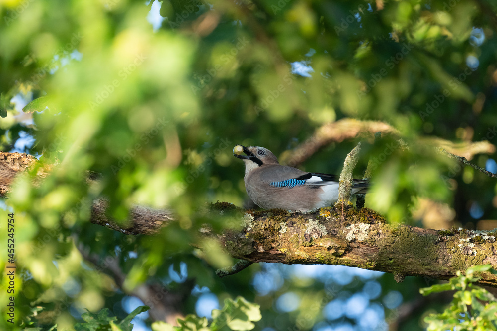 Obraz premium Ein Eichelhäher sitzt auf einen Ast in einer Eiche