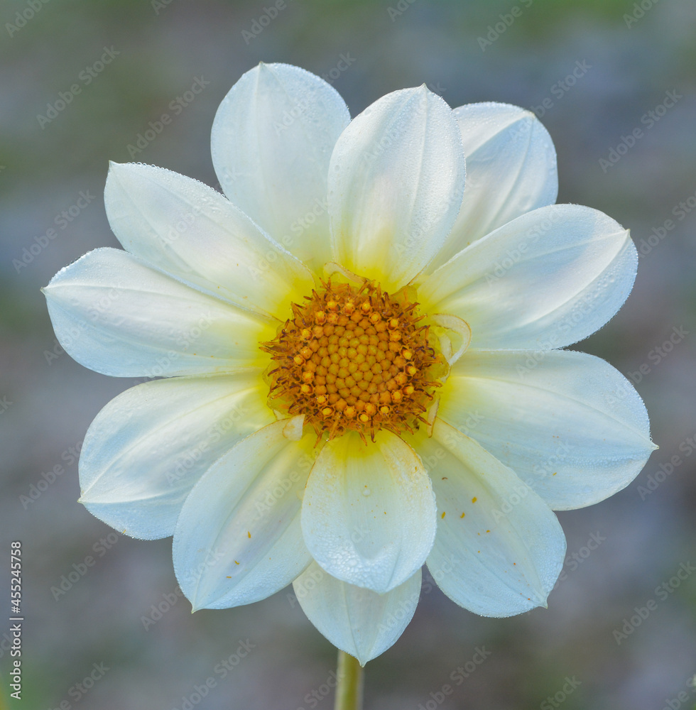 Dahlia Dahlia