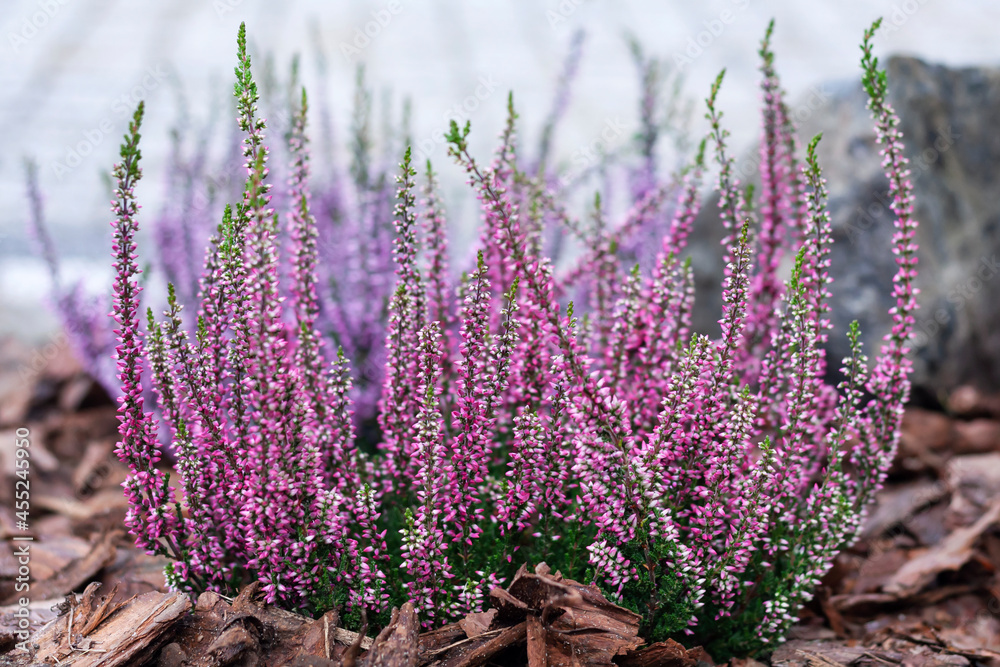 Beautiful heathers in the garden