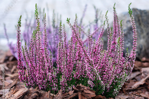 Obraz na płótnie Beautiful heathers in the garden w salonie