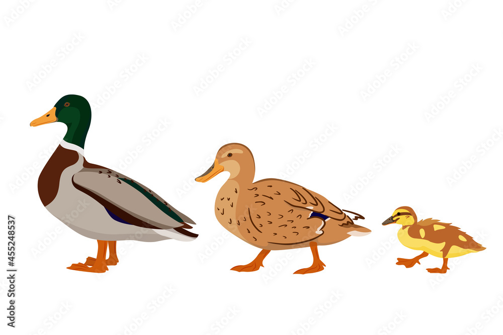 Adorable duck family - duck, drake and duckling isolated on white background. Poultry farming. Vector illustration of farm animals in a flat style. Adorable duck family - duck, drake and duckling isolated on white background. Poultry farming. Vector illustration of farm animals in a flat style.