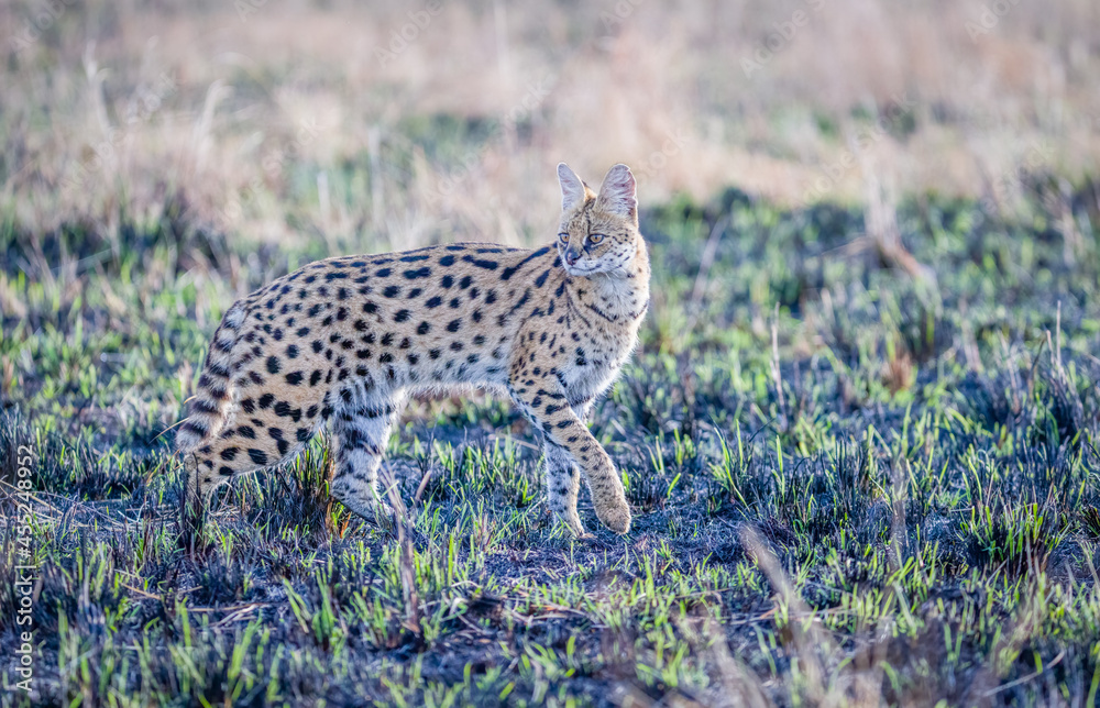 Portrait images of a serval cat in Masai Mara, Kenya Portrait images of a serval cat in Masai Mara, Kenya