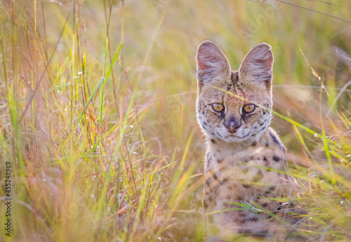 Photography Portrait images of a serval cat in Masai Mara, Kenya