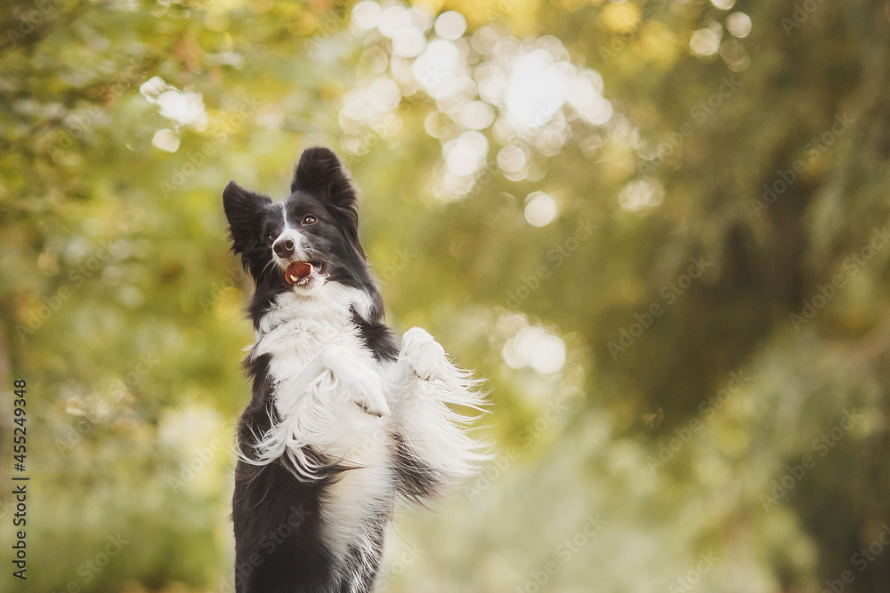 border collie black and white dog border collie black and white dog