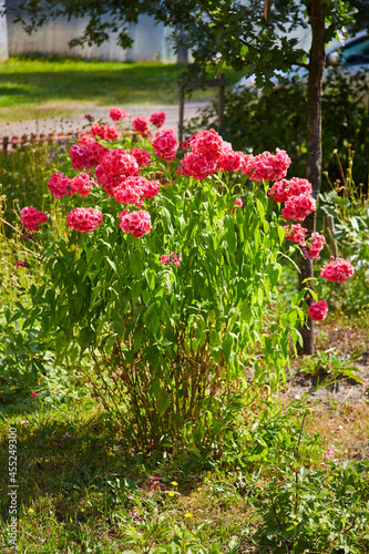 Wallpaper Mural A close view of a bush of blooming pink phlox. Torontodigital.ca