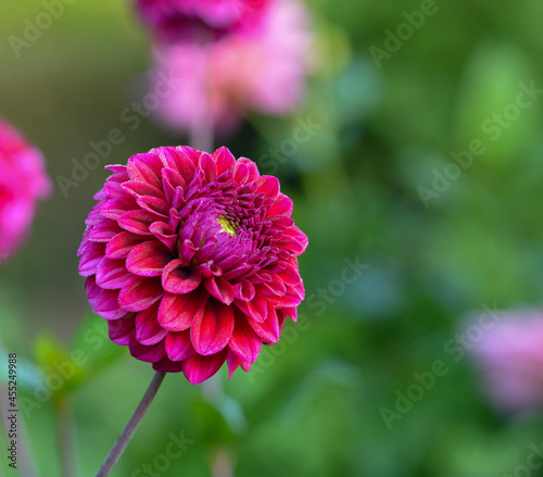 Dahlia