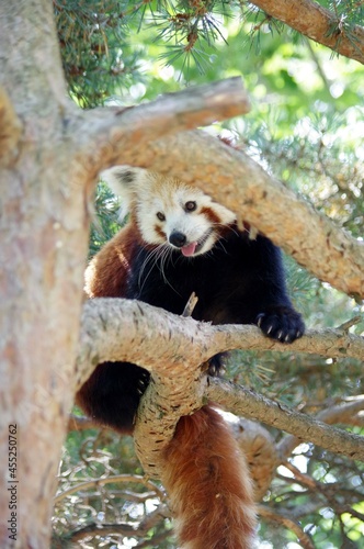 Ailurus fulgens - panda roux 