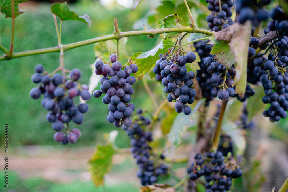 Bunch of dark grapes hanging on vines inside the vineyard.