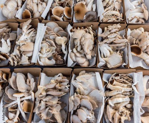 A variety of mushrooms for sale at a local farmer's market in Australia