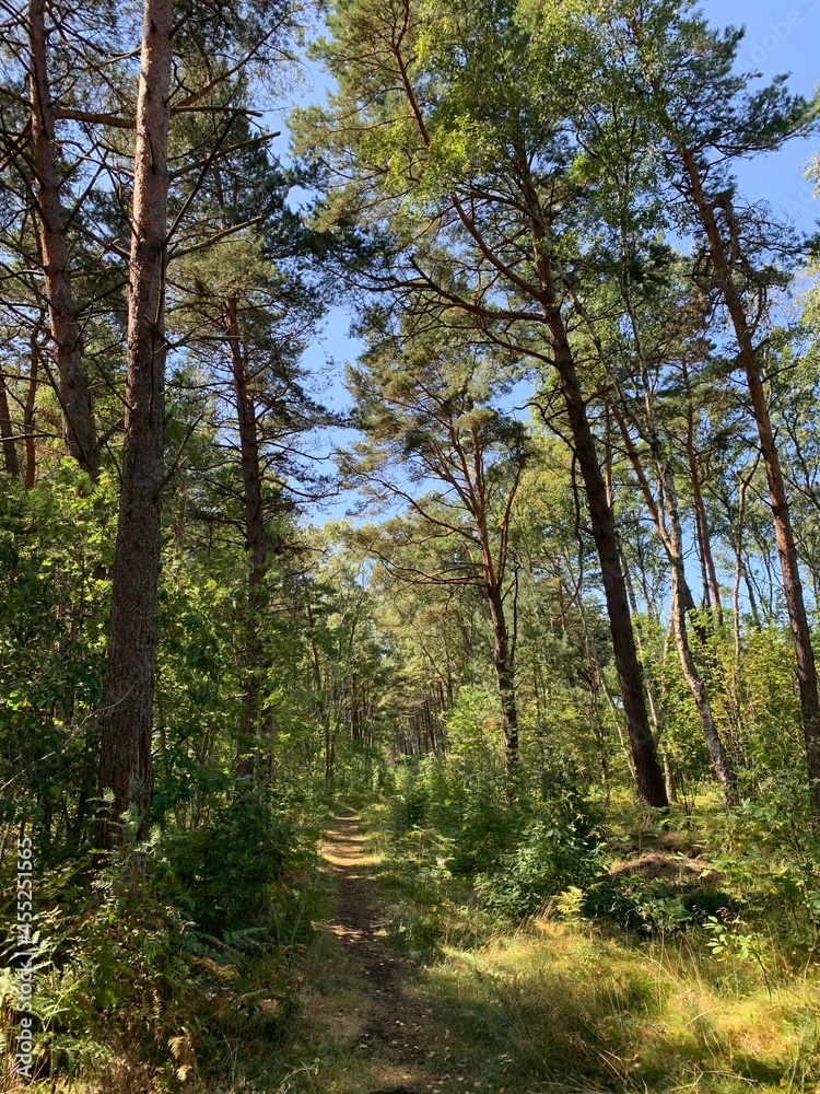 Naklejka premium Small path in the forest, natural forest background