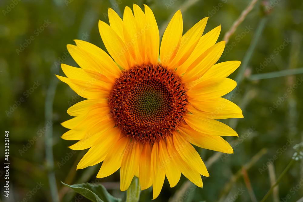 One sunflower on a background of green grass One sunflower on a background of green grass