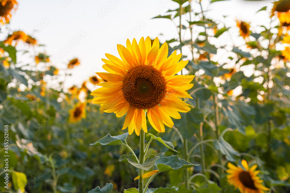 Fototapeta premium Beautiful sunflower backlit by the rays of the setting sun.