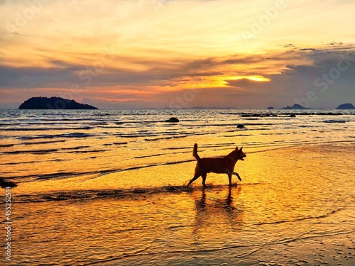 A dog running through the sea with golden lighting on sea surface.