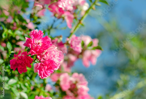 Beautiful tender pink small roses