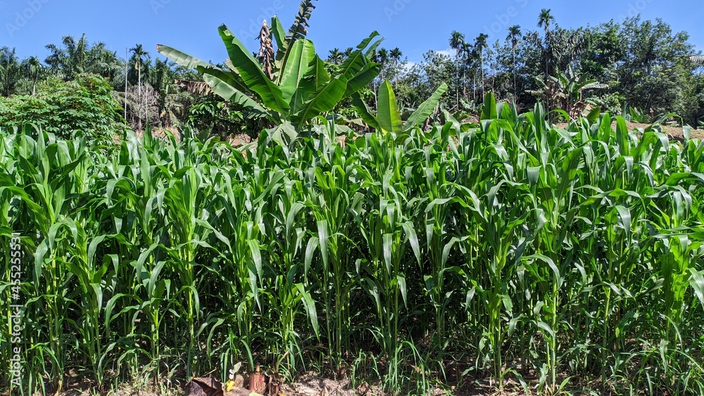 Fresh corn field on farm on blue sky background Fresh corn field on farm on blue sky background