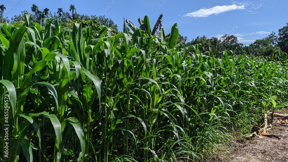 Fresh corn field on farm on blue sky background Fresh corn field on farm on blue sky background